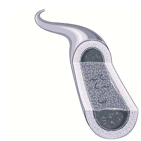 Image 2: Blood Vessel Cross-section